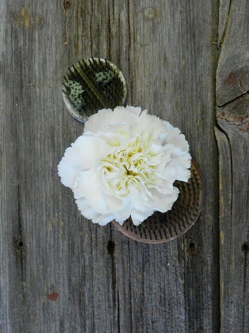 WHITE CARNATIONS